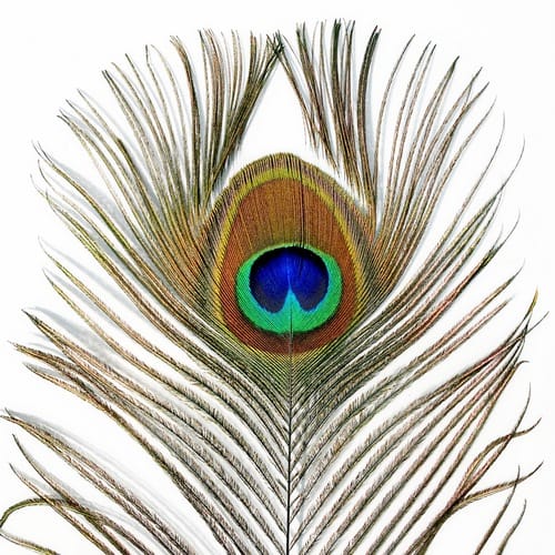 KÉK PÁVATOLL 1 pávatoll szem közeli