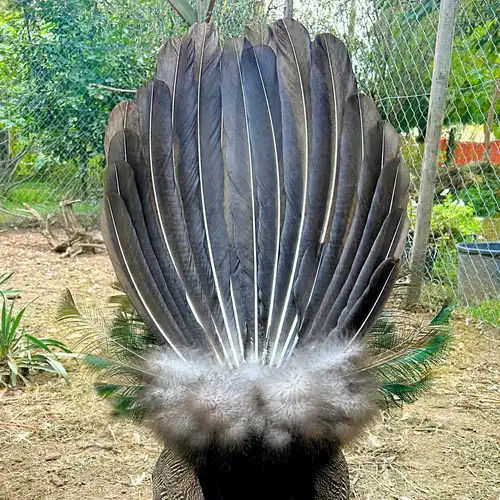 40-60 cm-es pávatoll