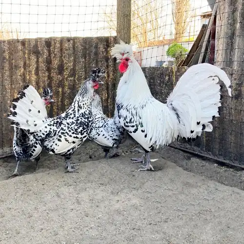 Appenzeller csirkék