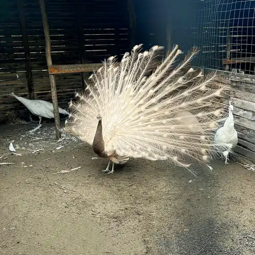 bézs színű páva kakas