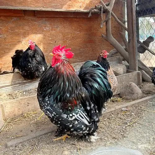 Sötét színű kakas