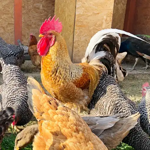 Kakas fekete és fehér faroktollal