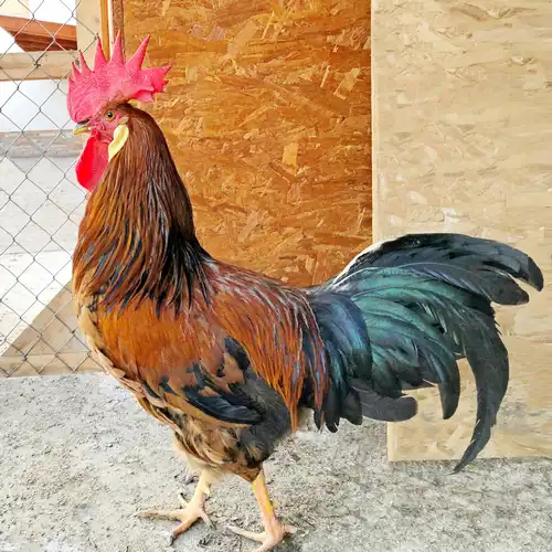 Kakas színes faroktollal