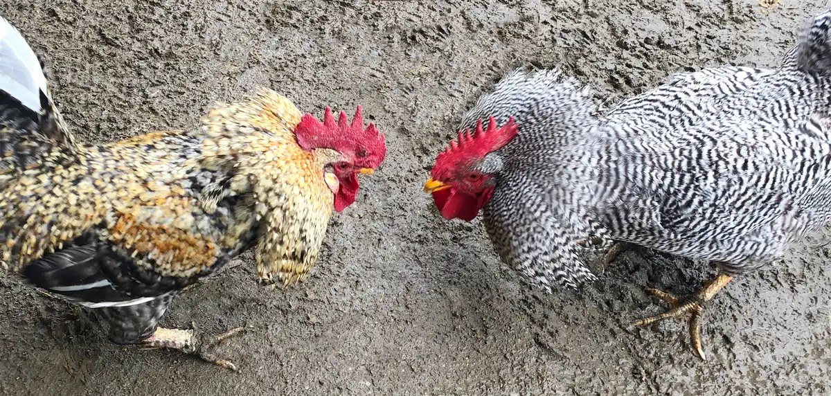 Kendermagos kakasviadal