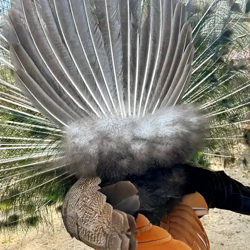 páva pehelytoll, ezüst