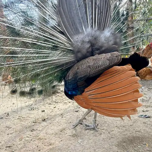 Barna páva szárnytoll