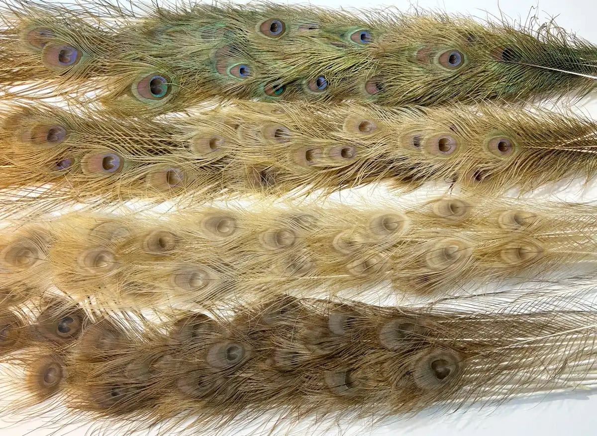 arany páva faroktollak