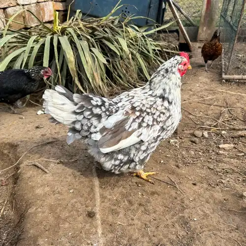 Szürke-fehér tyúk