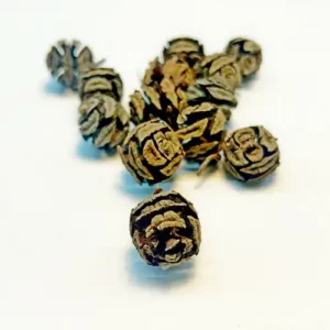 Vörös fenyő gubacs