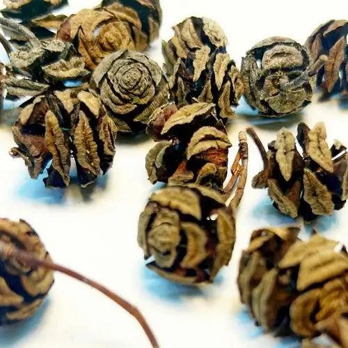 Vörös fenyő tobozok közelről