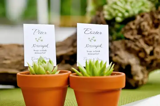 szukkulensek cserépben köszönőajándék