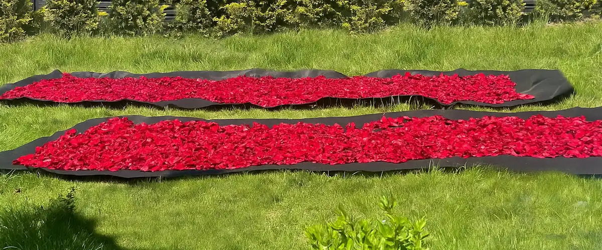 sziromszárítás lepleken