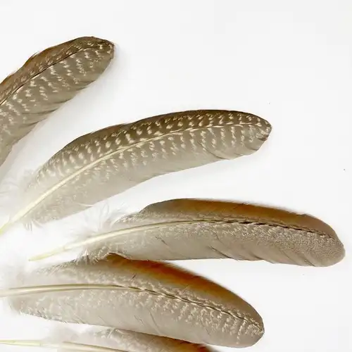 BARNÁS GYÖNGYÖS MADÁRTOLL 10/CS 3 Barnas gyongyostollak 1