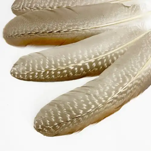 BARNÁS GYÖNGYÖS MADÁRTOLL 10/CS 2 Barnas gyongyostollak 2