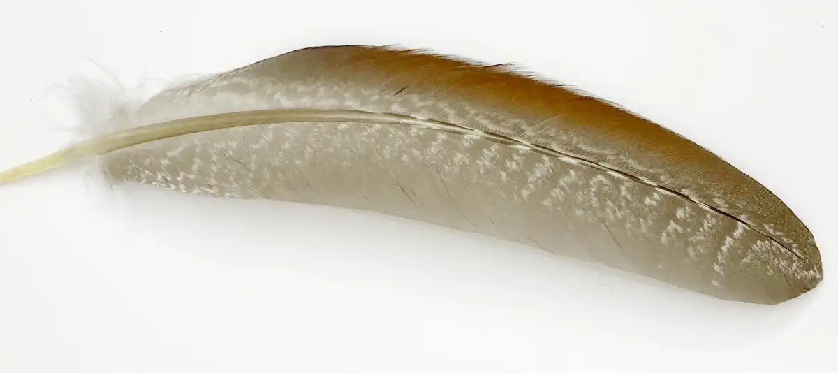 BARNÁS GYÖNGYÖS MADÁRTOLL 10/CS 6 Barnas gyongyostollak 5