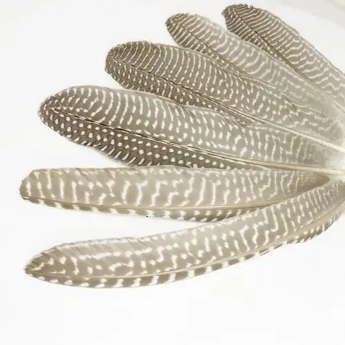 SZÜRKÉS GYÖNGYÖS MADÁRTOLL 10/CS 3 Vilagos szurkes gyongyostoll 3