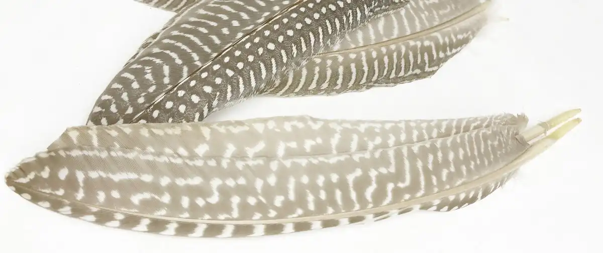 SZÜRKÉS GYÖNGYÖS MADÁRTOLL 10/CS 6 Vilagos szurkes gyongyostoll 4