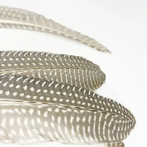 SZÜRKÉS GYÖNGYÖS MADÁRTOLL 10/CS 2 Vilagos szurkes gyongyostoll 5