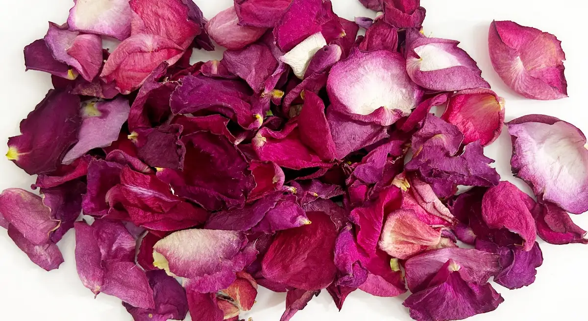 Szaritott rozsaszirom magenta 4