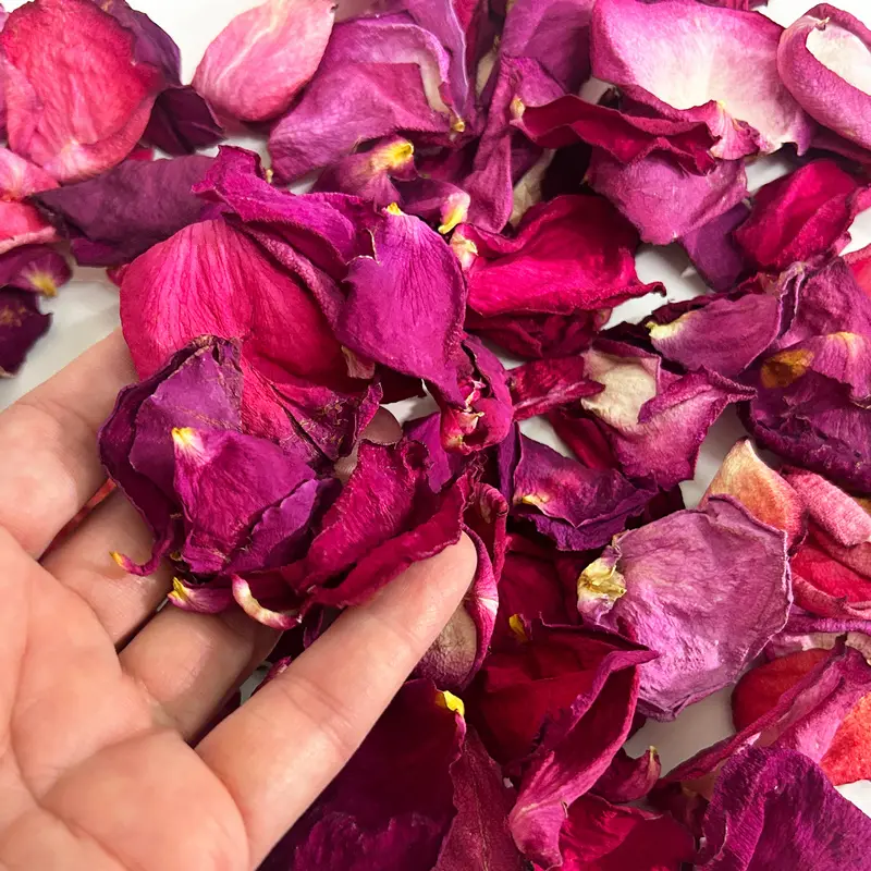 Szaritott rozsaszirom magenta 5