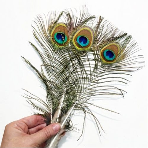 Dekorációs pávatoll a lakásban