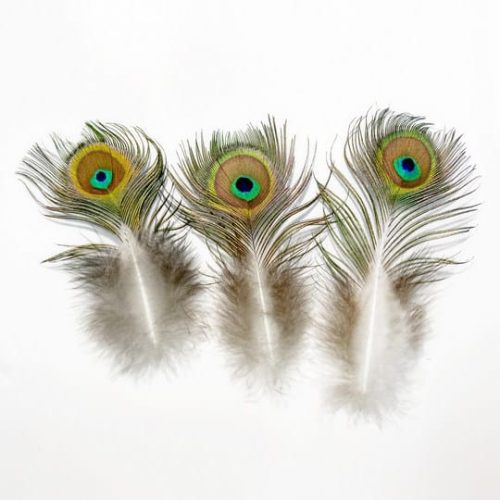 Dekorációs pávatoll a lakásban