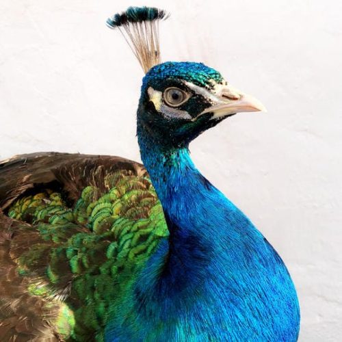 Az igazi pávatoll titka