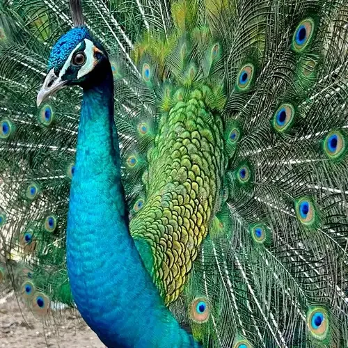 zöld páva kakas profil