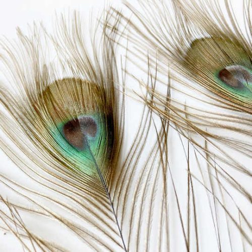 dekorációs pávatoll dekor lakásban