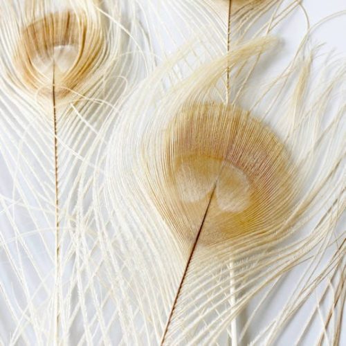 dekorációs pávatoll dekor lakásban